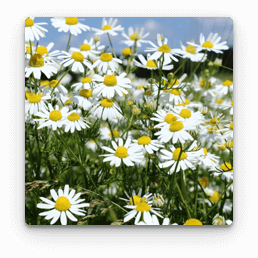 Mușețel farmaceutic în Gelarex